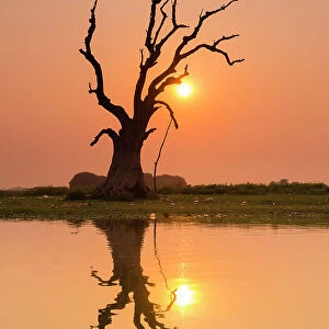 Tree reflecting in Taung Tha Man Lake near U-Bein bridge at sunset, Amarapura, Mandalay, Myanmar (Burma), Asia