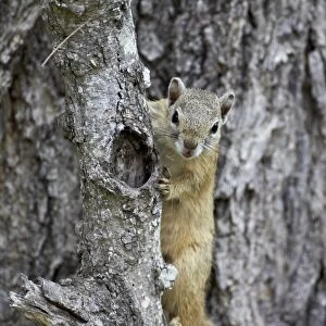 Tree squirrel (Smiths bush squirrel) (yellow-footed squirrel) (Paraxerus cepapi), Kruger National Park, South Africa, Africa