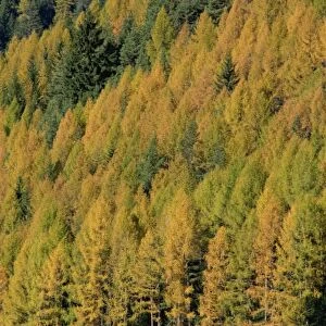Trees in autumn colours in the Dolomites in Trentino Alto Adige
