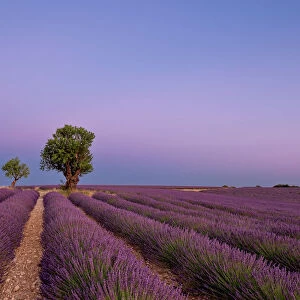 Two trees at the end of a lavender field at dusk, Plateau de Valensole, Provence, France, Europe