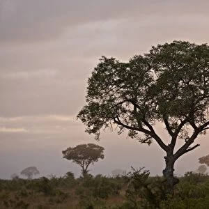 Trees in fog at dawn, Kruger National Park, South Africa, Africa