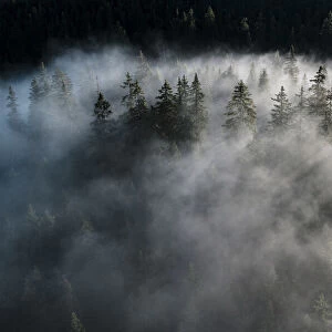 Trees of forest hidden by morning fog at dawn, Dolomites, Italy, Europe