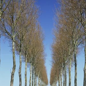 Trees line a straight rural road near Hesdin in the Pas de Calais, Nord Picardy
