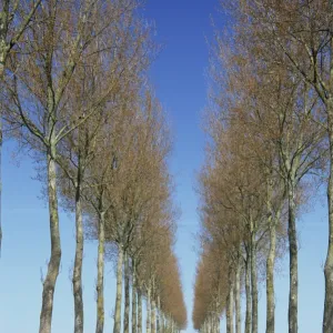 Trees line a straight rural road near Hesdin in the Pas de Calais, Nord Picardy