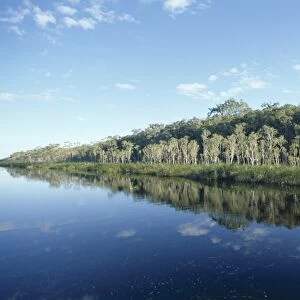 Trees reflected in still water, Everglades, Noosa, Queensland, Australia, Pacific