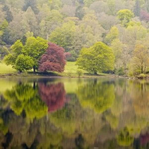 Trees reflected in the still waters of Grasmere in the Lake District National Park, Cumbria, England, United Kingdom, Europe