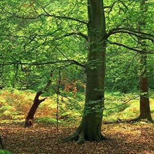 Trees in woodland in the Forest of Dean, Gloucestershire, England, United Kingdom, Europe