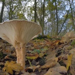 Trooping funnel (Monks head mushroom) (Clitocybe) (Infundibulicybe geotropa), Gloucestershire