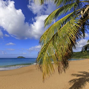 Tropical Anse de la Perle beach, palm trees, golden sand, blue sea