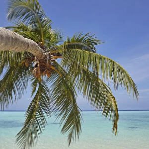 A tropical island beachside coconut palm, Gaafu Dhaalu atoll
