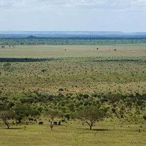 Tsavo East National Park, Kenya, East Africa, Africa