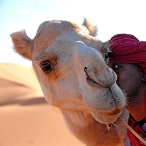 Tuareg and dromedary, Sebha, Ubari, Libya, North Africa, Africa