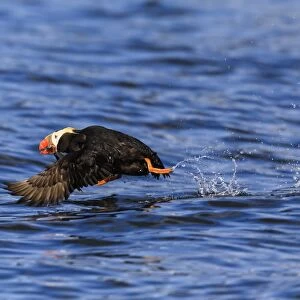 Tufted puffin (Fratercula cirrhata) in flight over the sea, with catch, Sitka Sound