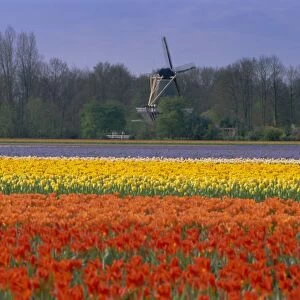Tulip fields and windmill near Keukenhof