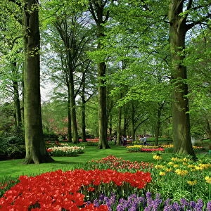 Tulips and hyacinths in the Keukenhof Gardens at Lisse
