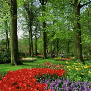 Tulips and hyacinths in the Keukenhof Gardens at Lisse