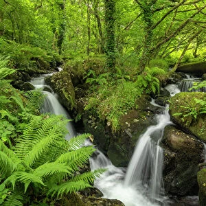 Tumbling waterfalls on a fast flowing stream through a verdant fern carpeted woodland, Dartmoor National Park, Devon, England, United Kingdom, Europe