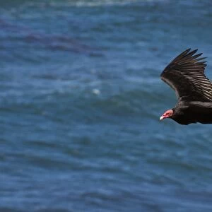 A turkey vulture (Cathartes aura) in flight, Falkland Islands, South America