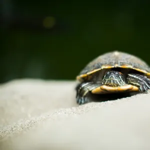 Turtle, Central Park, Hong Kong, China, Asia