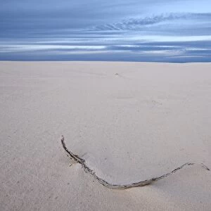 Twig on the dunes, White Sands National Monument, New Mexico, United States of America, North America