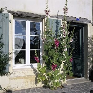Typical scene of shuttered windows and hollyhocks, St. Martin, Ile de Re, Poitou-Charentes, France, Europe
