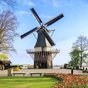 Typical windmill framed by multicolored tulips in bloom, Keukenhof Botanical Garden