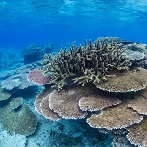 Underwater profusion of hard plate corals at Pulau Setaih Island, Natuna Archipelago