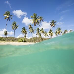 Underwater view of the sandy beach surrounded by palm trees, Morris Bay, Antigua