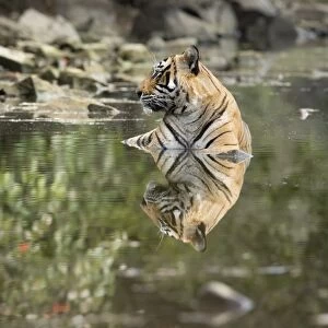 Ustaad, T24, Royal Bengal tiger (Tigris tigris), Ranthambhore, Rajasthan, India, Asia