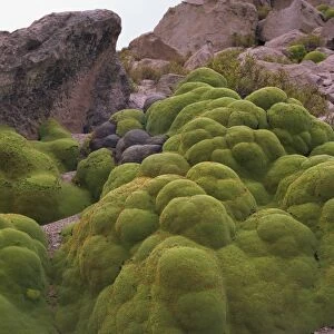 Vareta (Llareta) plant, Lauca National Park, Chile, South America
