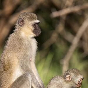 Vervet monkey (Cercopithecus aethiops), with baby, Kruger National Park
