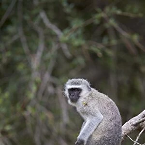 Vervet monkey (Chlorocebus aethiops), Kruger National Park, South Africa, Africa