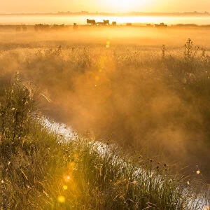 View of coastal grazing marsh habitat at sunrise, Elmley Marshes National Nature Reserve