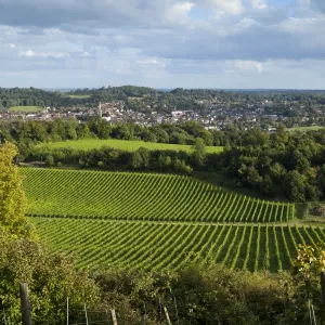 View of Dorking across Denbies Vineyard, Surrey Hills, Surrey, England