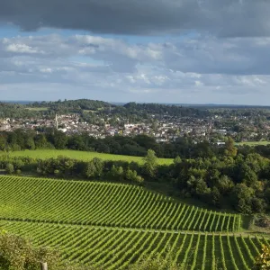 View of Dorking across Denbies Vineyard, Surrey Hills, Surrey, England