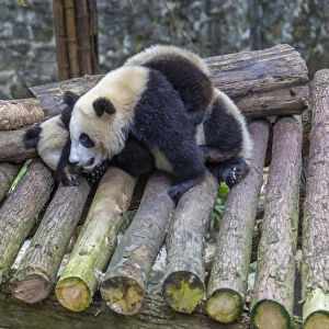 View of Giant Pandas in the Dujiangyan Panda Base, Chengdu, Sichuan Province, People s