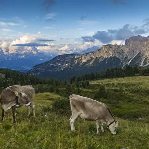 View of landscape and cattle from Marmolada Pass at sunset, South Tyrol, Italian Dolomites