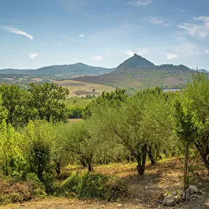 View of olive trees and countryside towards San Leo, Province of San Rimini, Emilia-Romagna, Italy, Europe