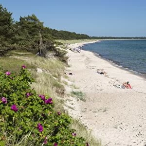 View along pine tree lined beach, Nybrostrand, near Ystad, Skane, South Sweden, Sweden