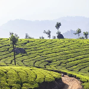 View over tea estates, Munnar, Kerala, India, Asia