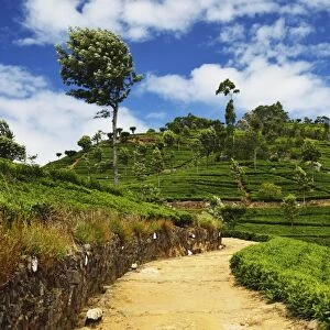 View of tea plantations from Liptons Seat, Haputale, Sri Lanka, Asia