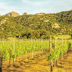View of vineyard and mountainous background near Arzachena, Sardinia, Italy, Mediterranean, Europe