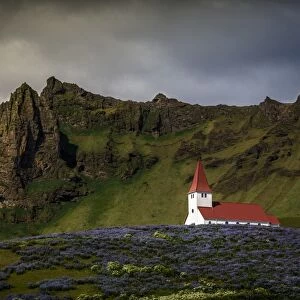 Vik church and lupine flowers, South Region, Iceland, Polar Regions