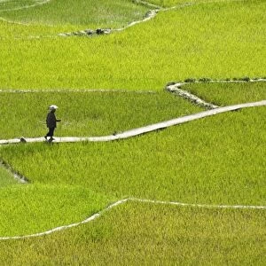 Villager walking across rice terraces typical of Ifugao culture, Aguid