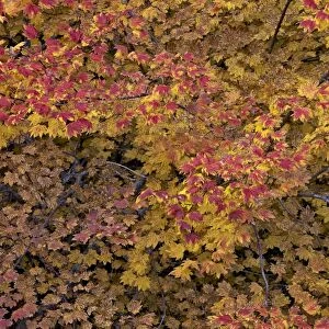 Vine maple (Acer circinatum) in the fall, Mount Hood National Forest, Oregon, United States of America, North America