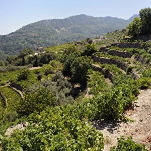 Vine (Vitis sp. ) and Olive (Olea europaea) terraces, Manolates, Isle of Samos, Greece