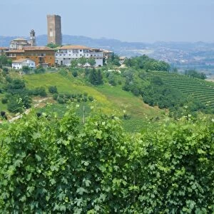 Vines in vineyards around Barbaresco