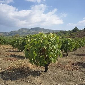 Vines in vineyards in the Troodos area in the centre of the island, Cyprus