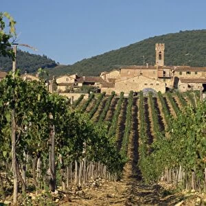 Vineyard in the Chianti Classico region north of Siena