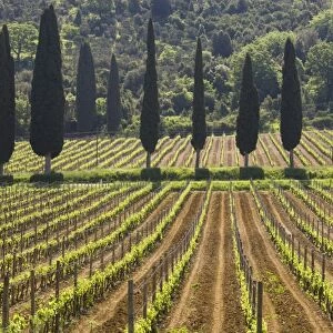 Vineyard and cypress trees, San Antimo, Tuscany, Italy, Europe